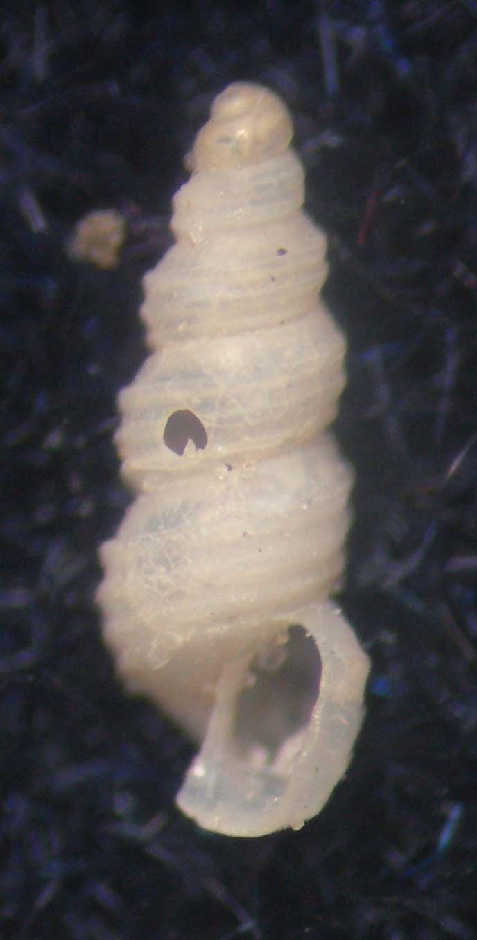 Aclis verduini